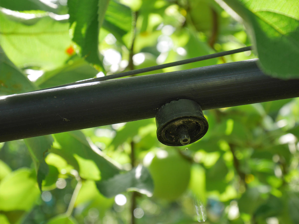 Microirrigation - Goutte-à-goutte