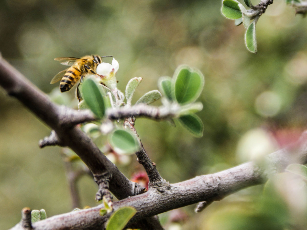 La pollinisation au moment de la floraison